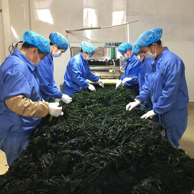Normale Zutaten Algen Dunkelgrün Trocknete Meeresalgen Geruch Duftreich Trockene Schnittalgen Wakame