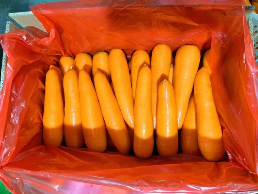 4 kg Natürliche Karotten Frisches Gemüse