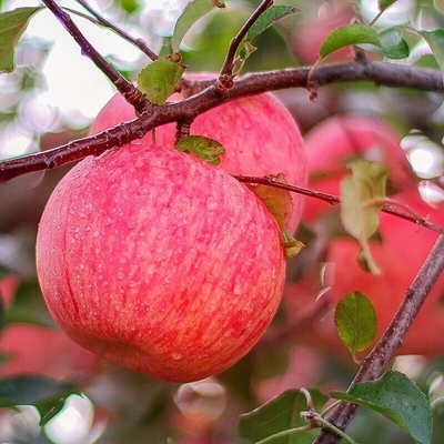 90% Reife Frische Fuji-Äpfel Beste und häufigste Anbauart