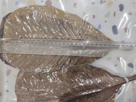 Sushi servieren mit frischen und natürlichen Bambusblattverpackungen