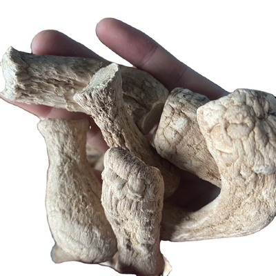 Pilze Schampignon Shiitake Stamm für getrocknete Shiitake Pilze