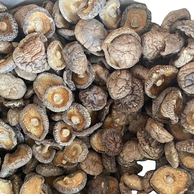 Pilze Schampignon Shiitake Stamm für getrocknete Shiitake Pilze